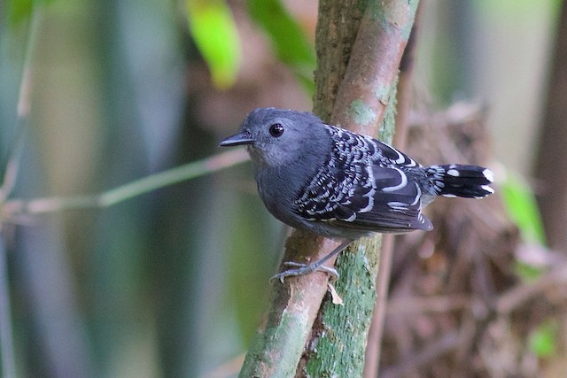 Common Scale-backed Antbird - eBird