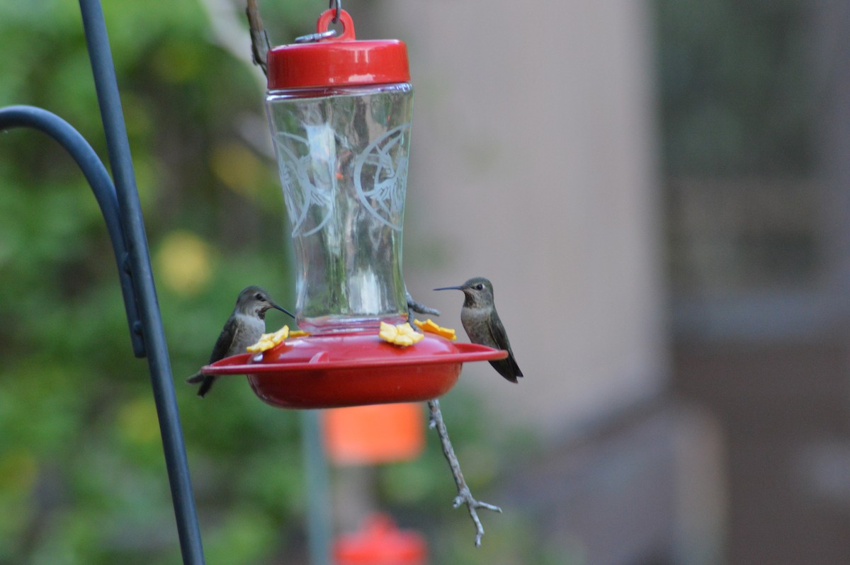 Anna's Hummingbird - ML614921718