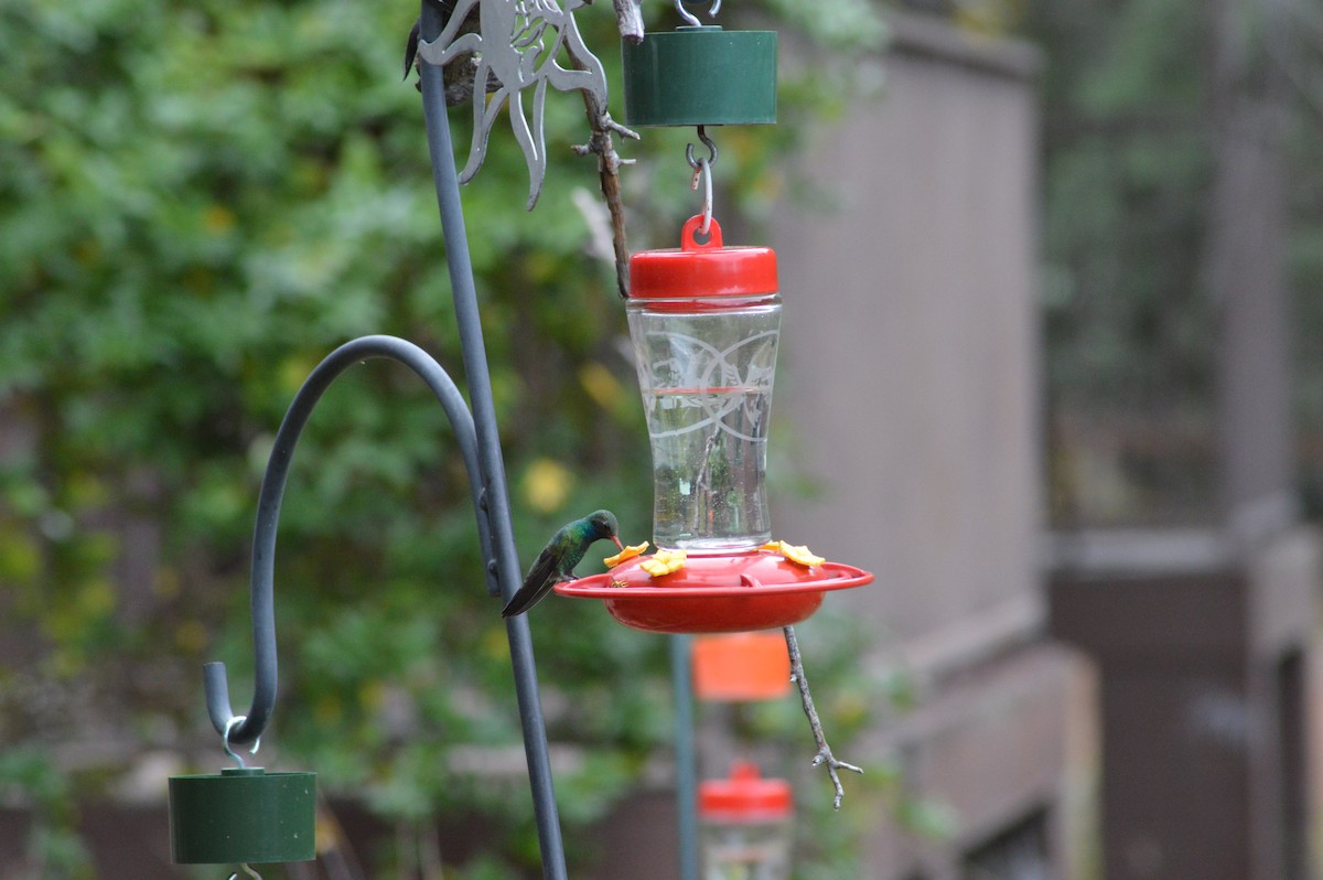 Broad-billed Hummingbird - ML614921719