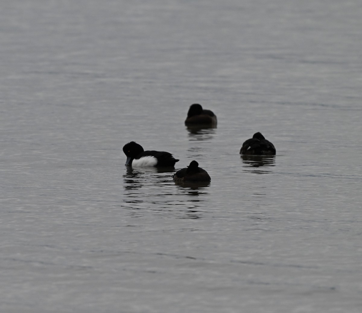 Tufted Duck - ML614921874