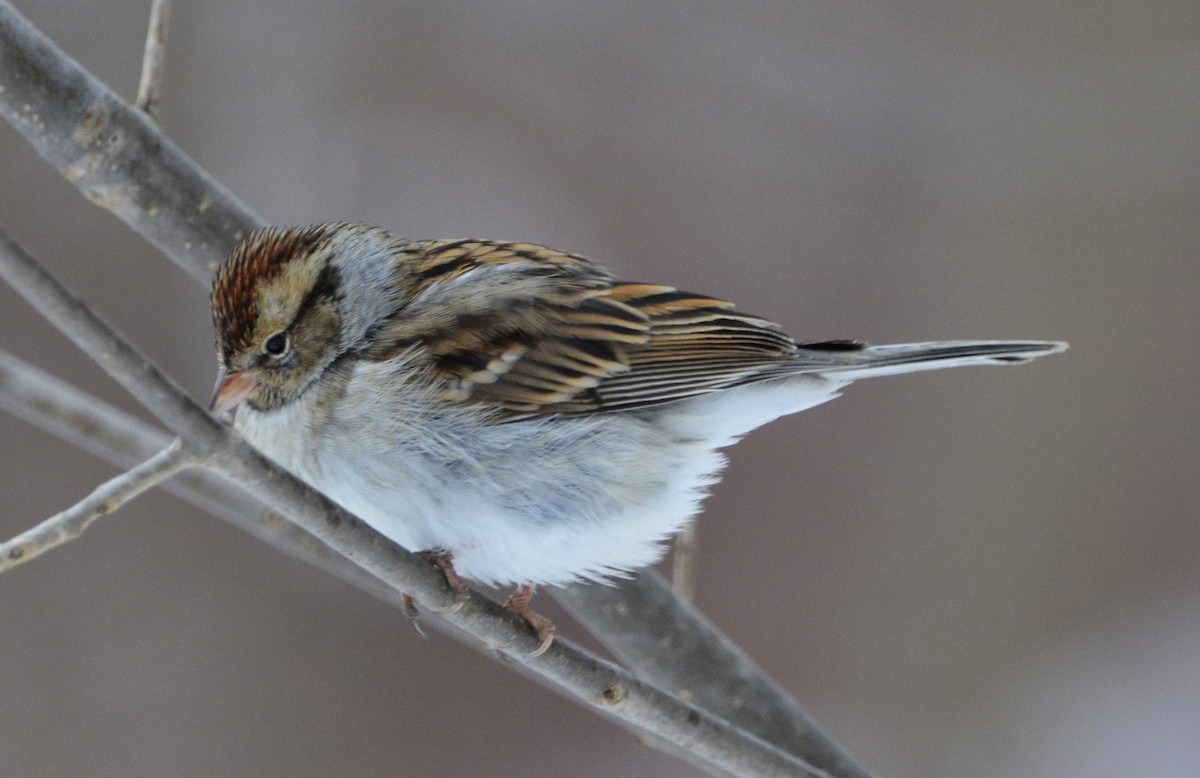 Chipping Sparrow - ML614921909