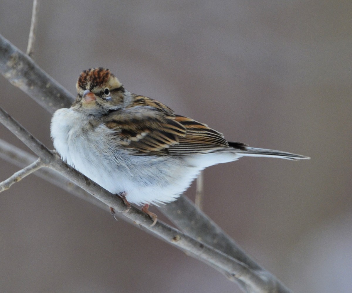 Chipping Sparrow - ML614921936