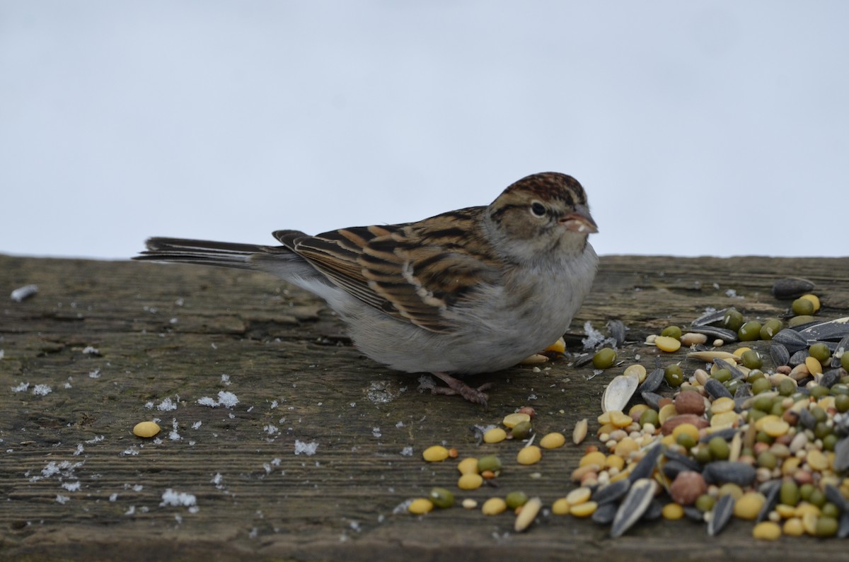 Chipping Sparrow - ML614921960