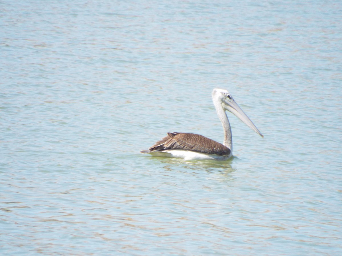 Pink-backed Pelican - Chen Faibis