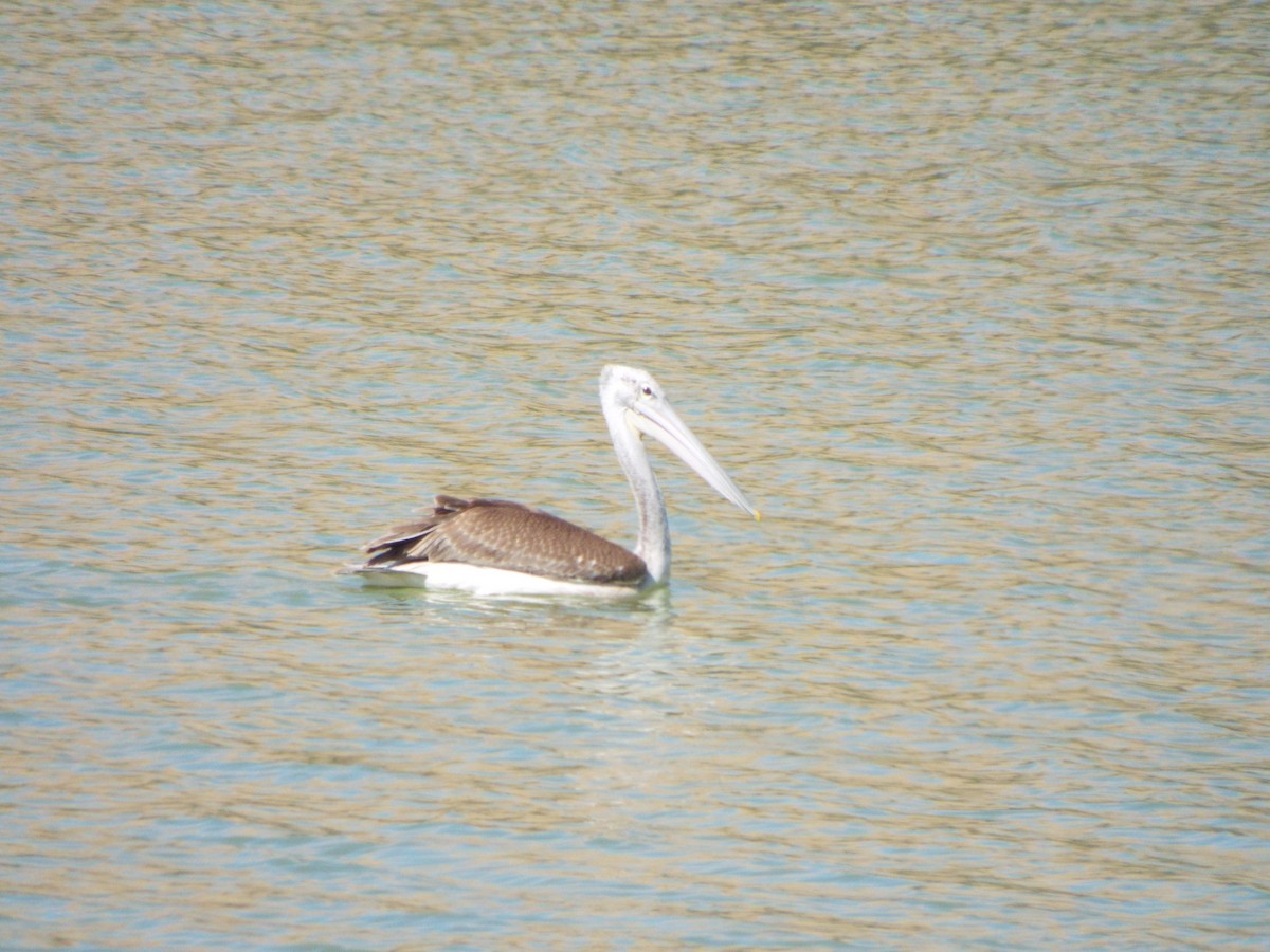 Pink-backed Pelican - Chen Faibis