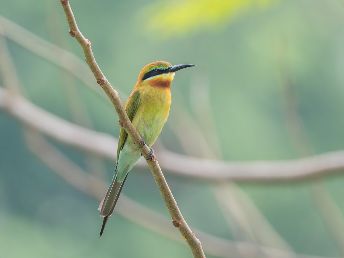 Blue-tailed Bee-eater - ML614922251