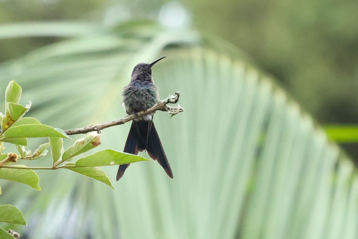 Swallow-tailed Hummingbird - ML614922656
