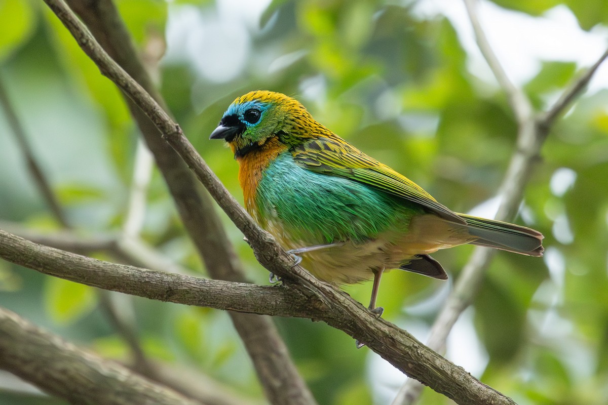 Brassy-breasted Tanager - ML614922661