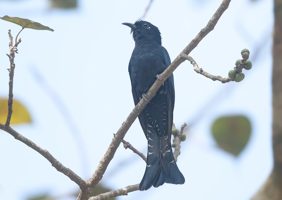 Square-tailed Drongo-Cuckoo - ML614923103