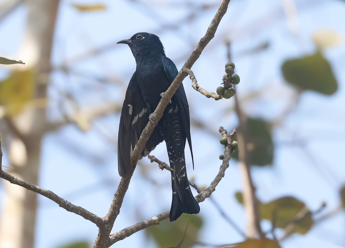 Square-tailed Drongo-Cuckoo - ML614923104