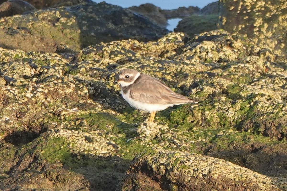Semipalmated Plover - ML614923179
