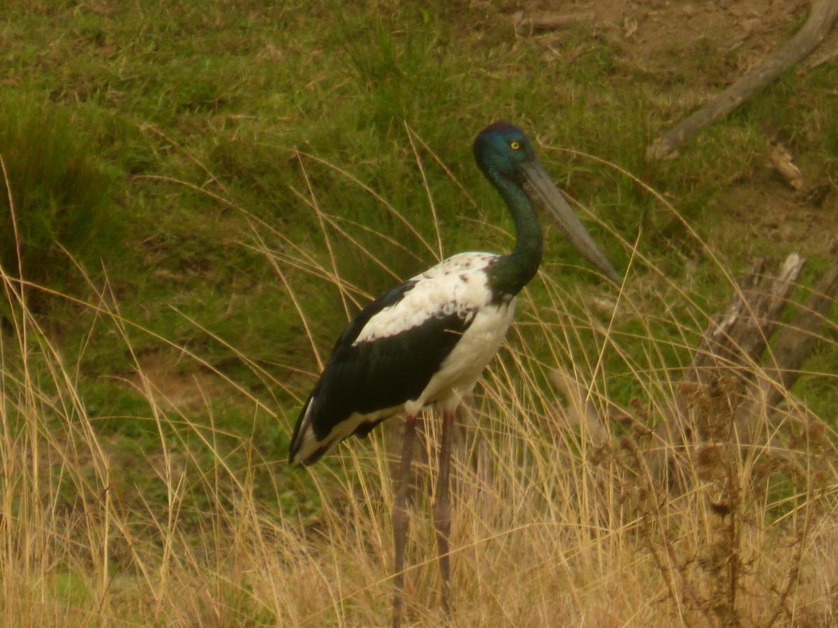 Black-necked Stork - ML614923255