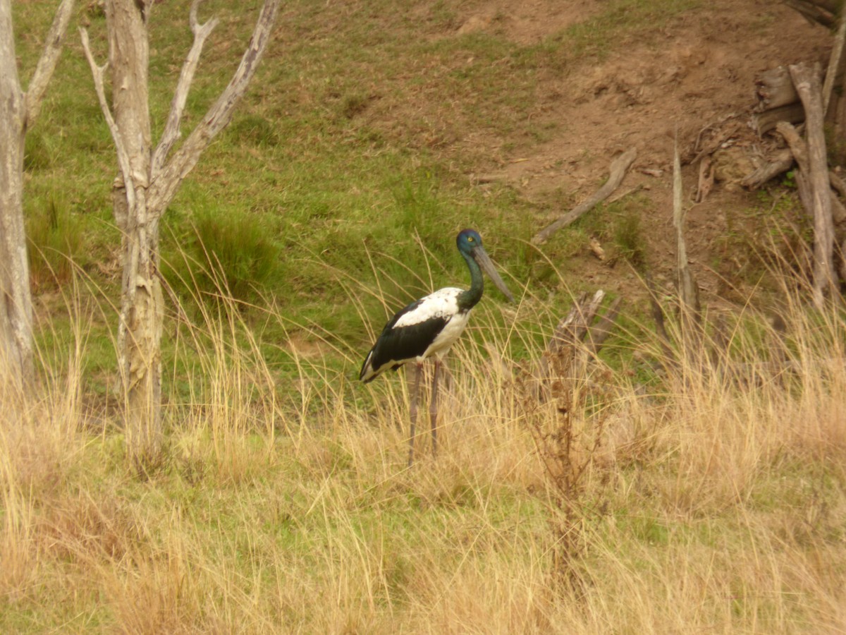 Black-necked Stork - ML614923256