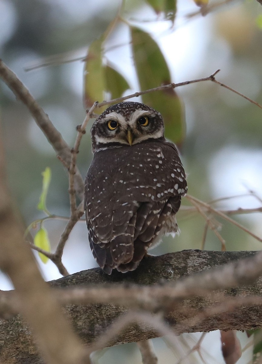 Spotted Owlet - ML614923301