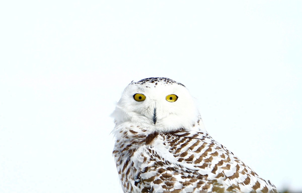 Snowy Owl - ML614923344