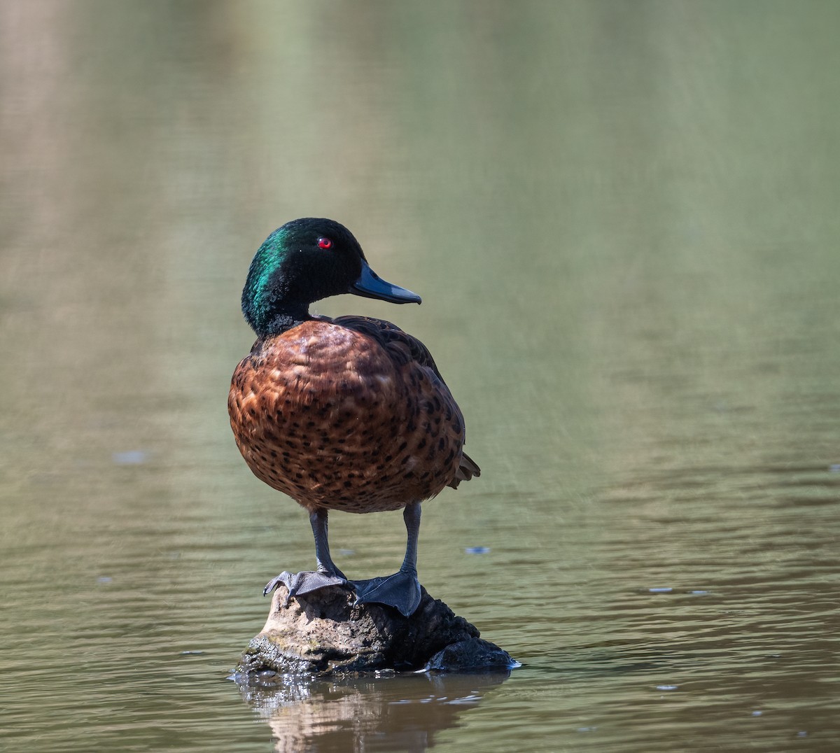 eBird Australia Checklist 17 Feb 2024 EdithvaleSeaford Wetlands