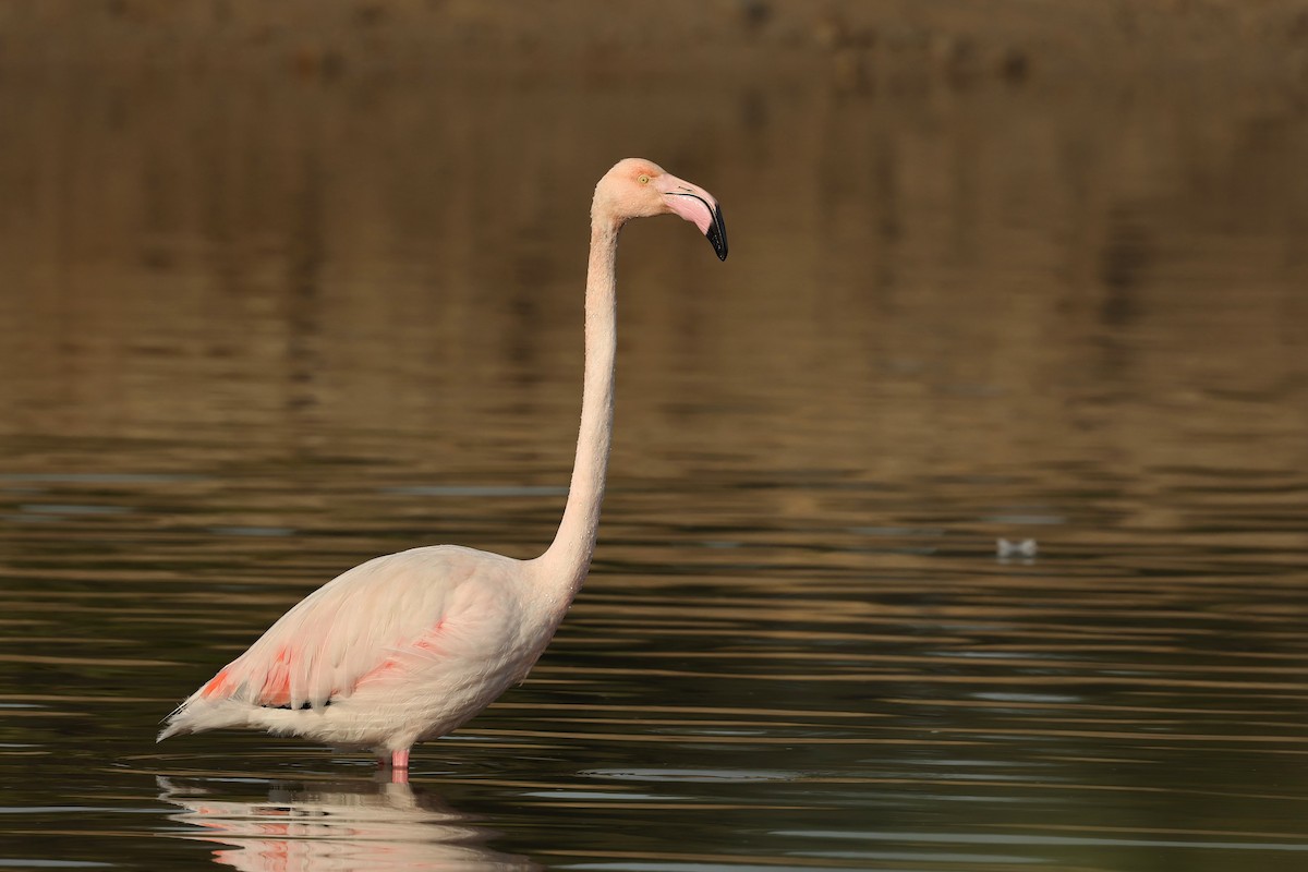 Greater Flamingo - ML614923398