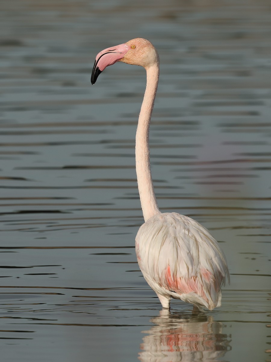 Greater Flamingo - ML614923403