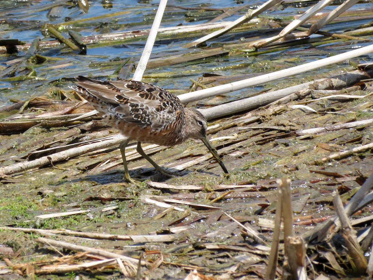 Long-billed Dowitcher - ML614923422
