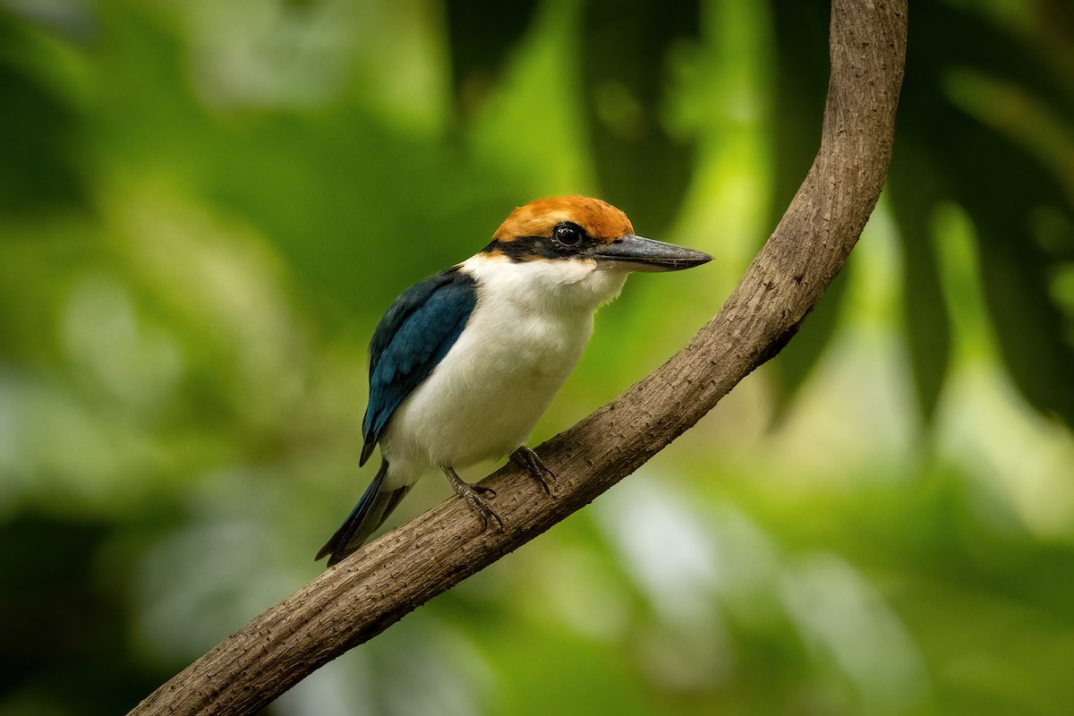 Pohnpei Kingfisher - ML614923596