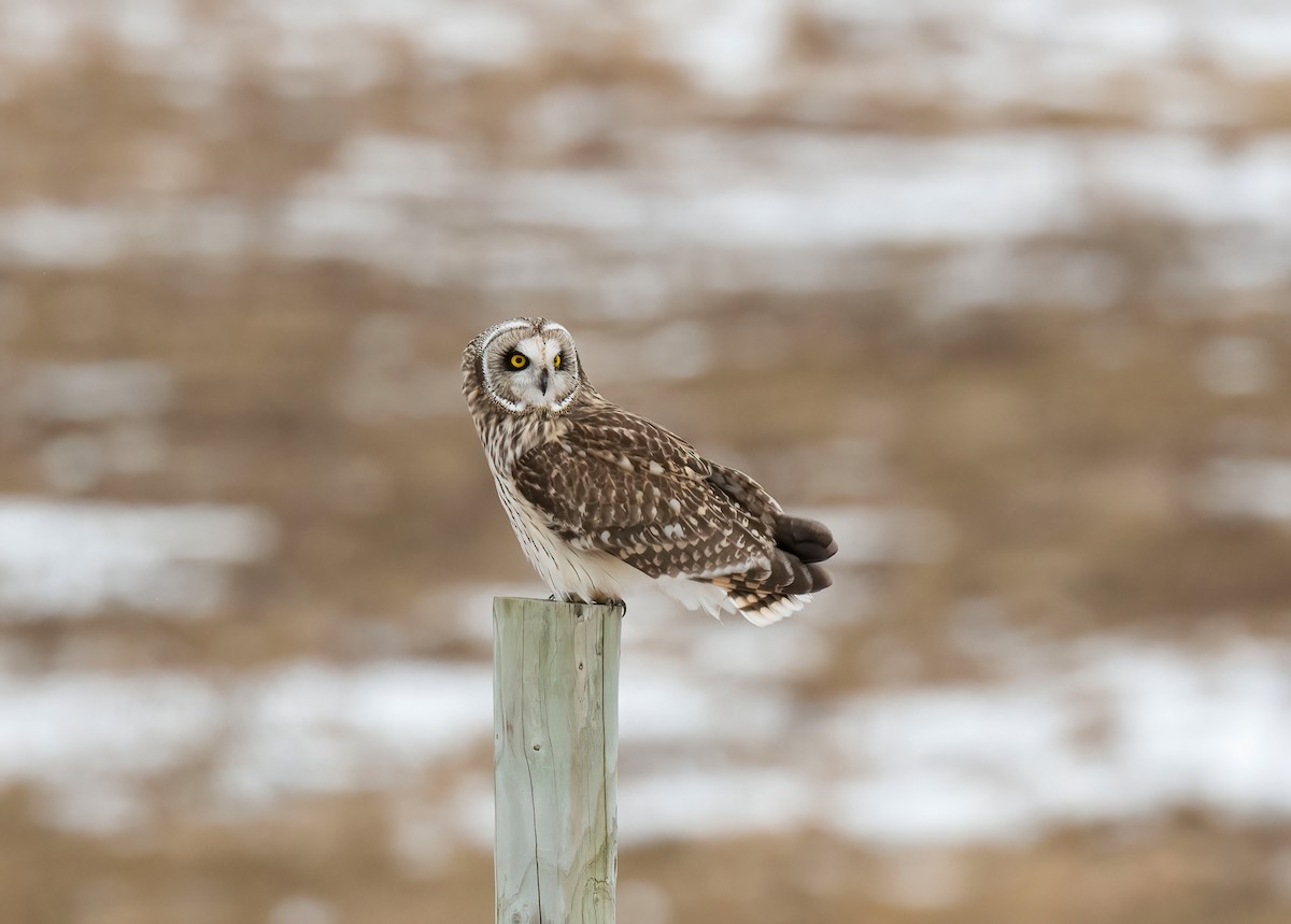 Short-eared Owl - ML614923662