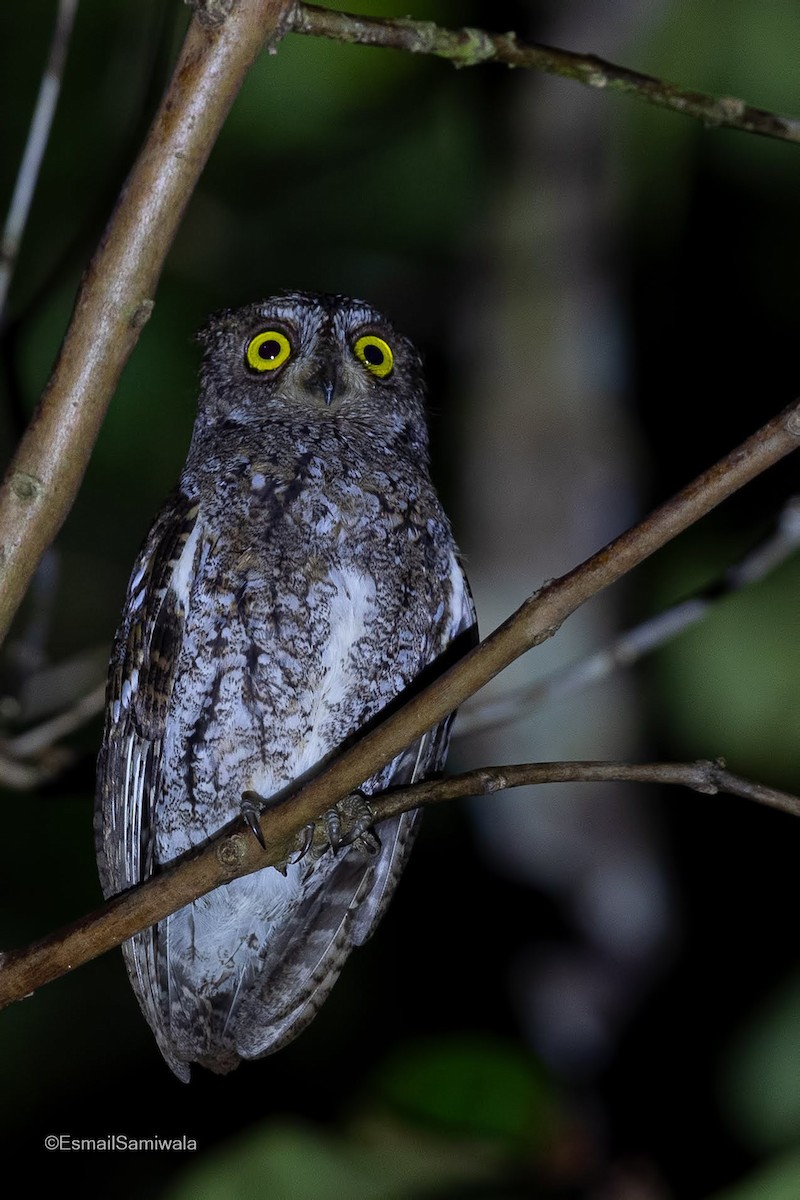 Oriental Scops-Owl (Walden's) - Esmail Samiwala