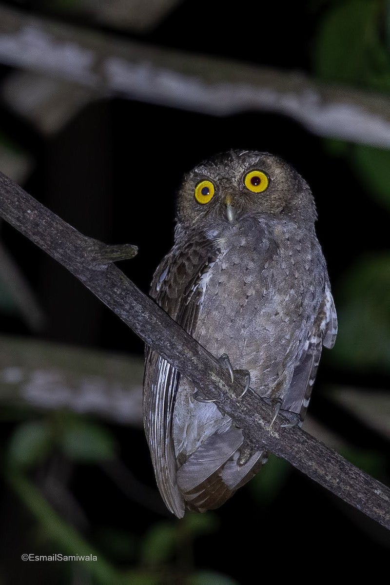Andaman Scops-Owl - ML614923780