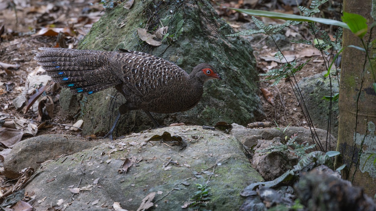 Hainan Peacock-Pheasant - ML614923809
