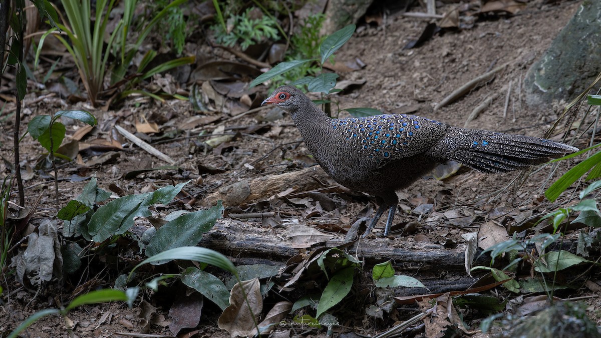 Hainan Peacock-Pheasant - ML614923810