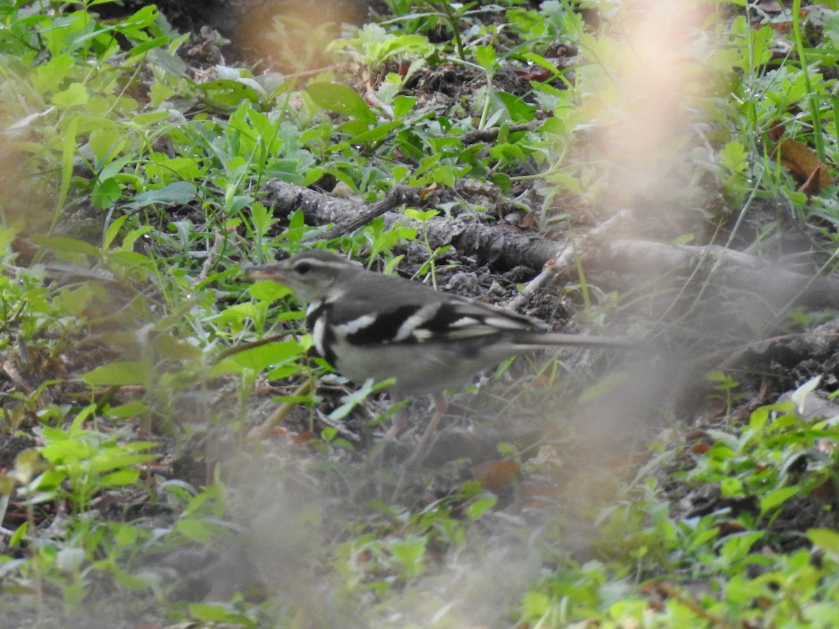 Forest Wagtail - ML614924213