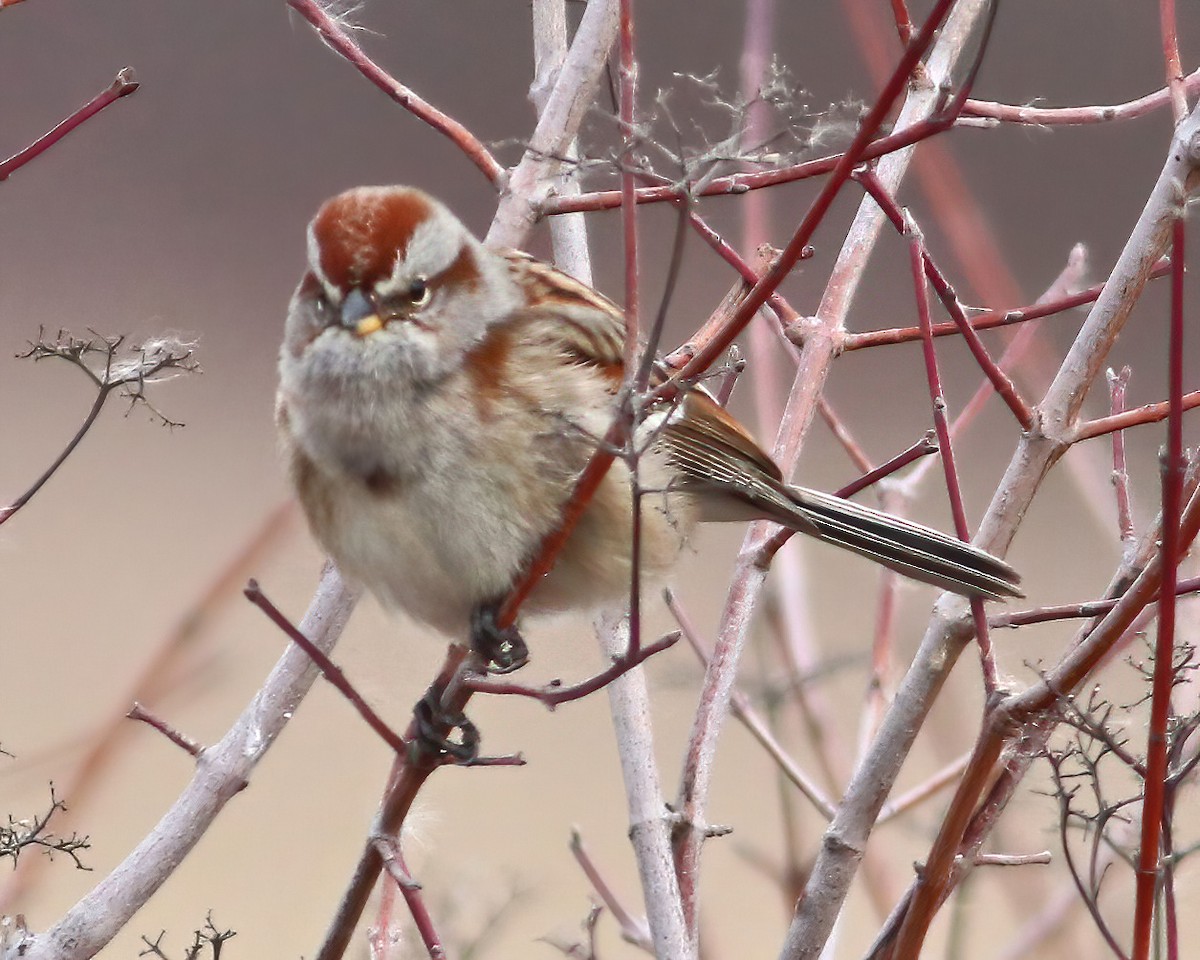 American Tree Sparrow - ML614924300