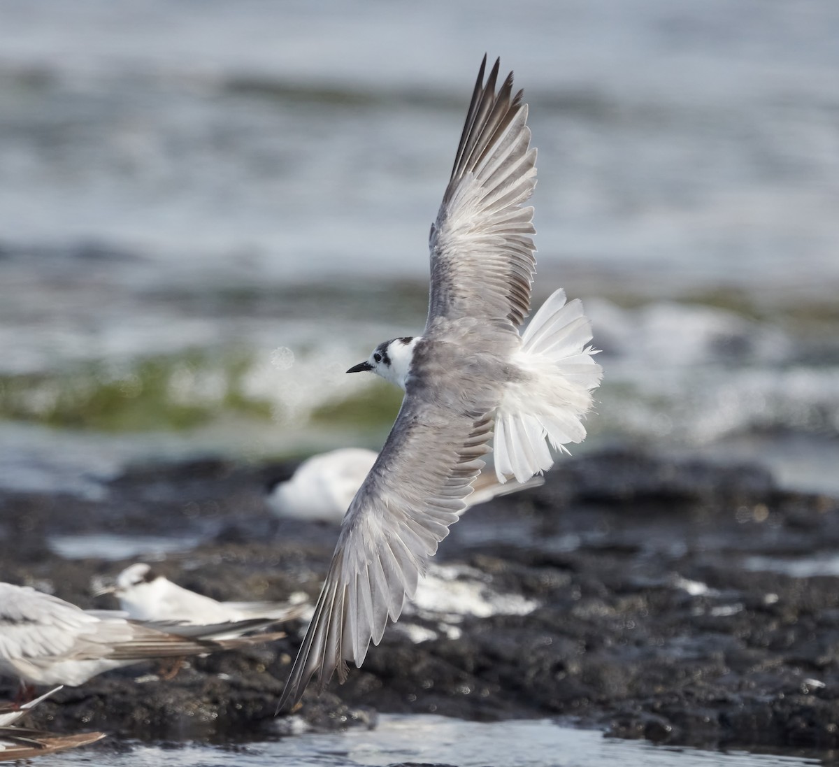 White-winged Tern - ML614924499