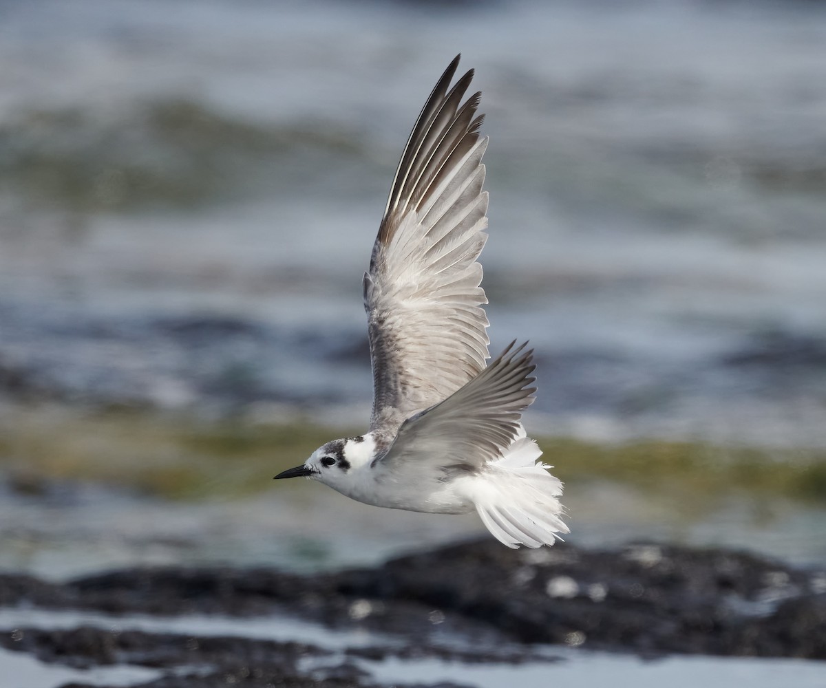 White-winged Tern - Steven McBride