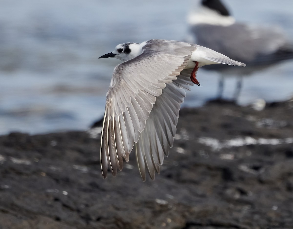 White-winged Tern - Steven McBride