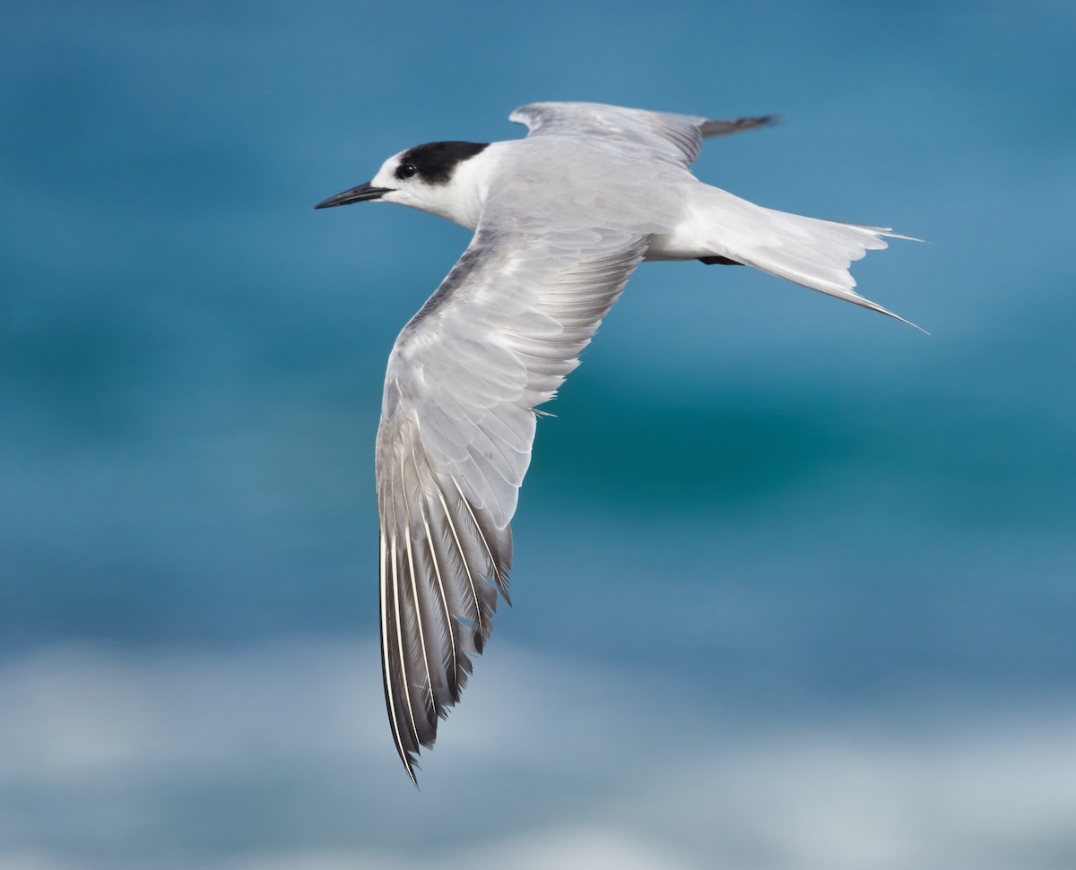 Common Tern (longipennis) - ML614924578