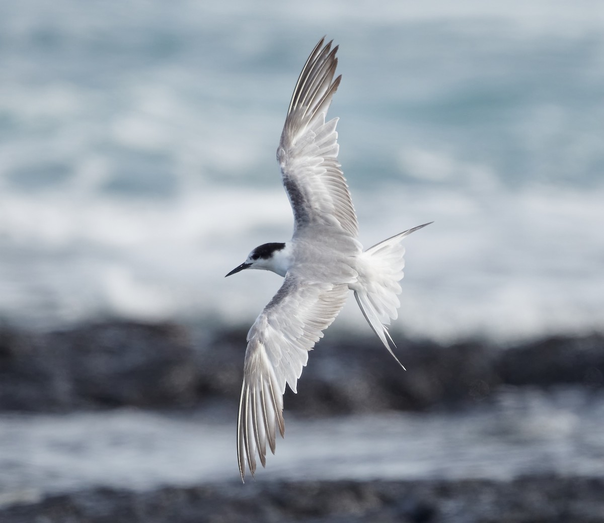 Common Tern (longipennis) - ML614924581
