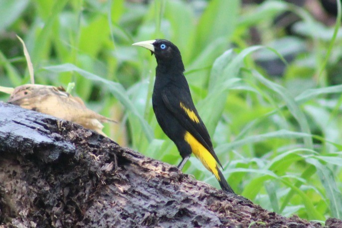 Yellow-rumped Cacique - ML614924610
