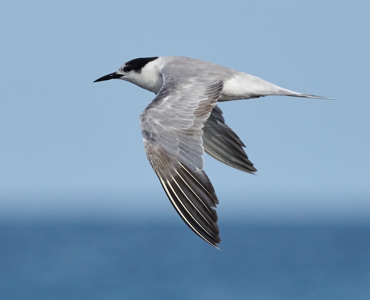 Common Tern (longipennis) - ML614924686