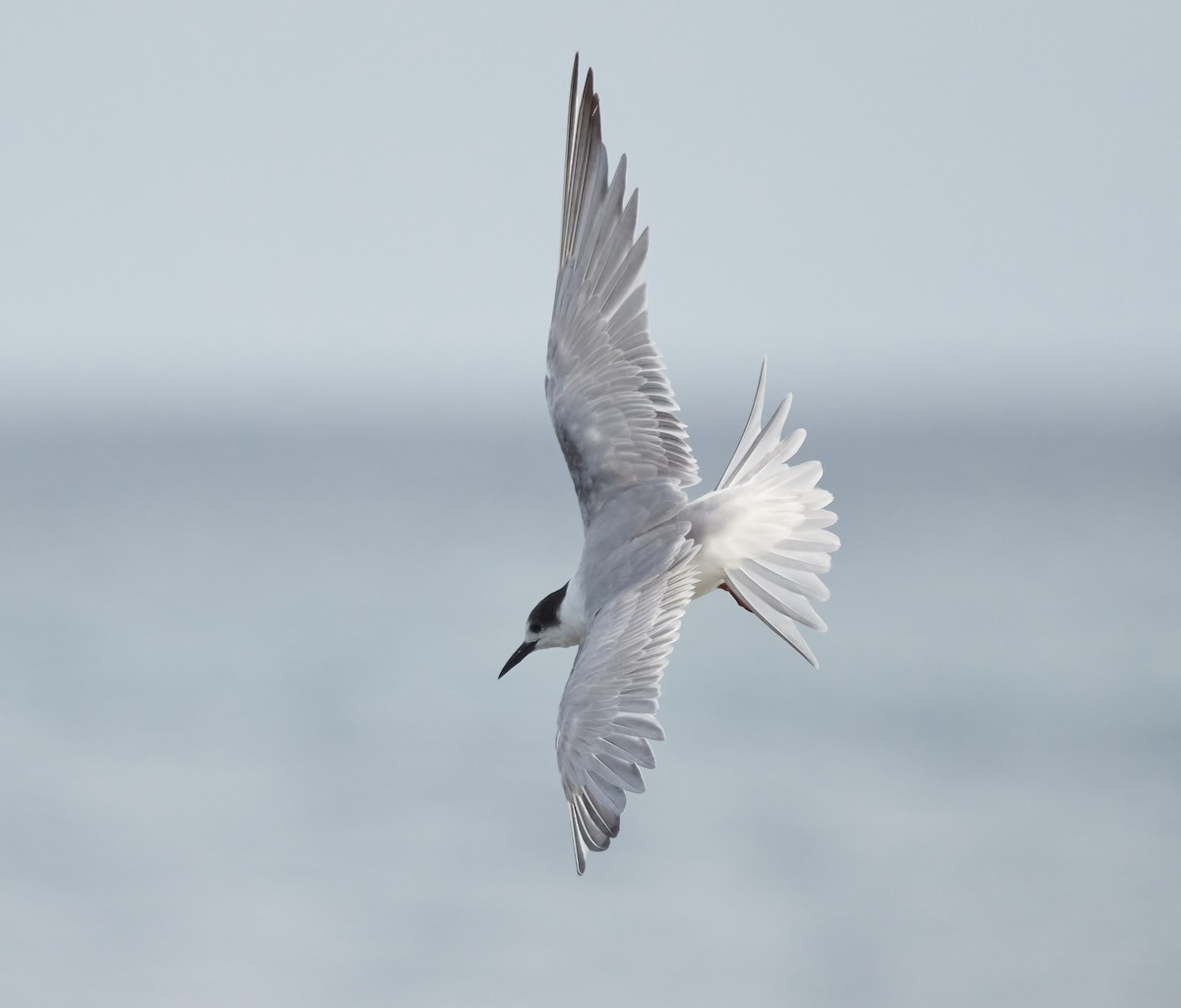 Common Tern (longipennis) - ML614924701