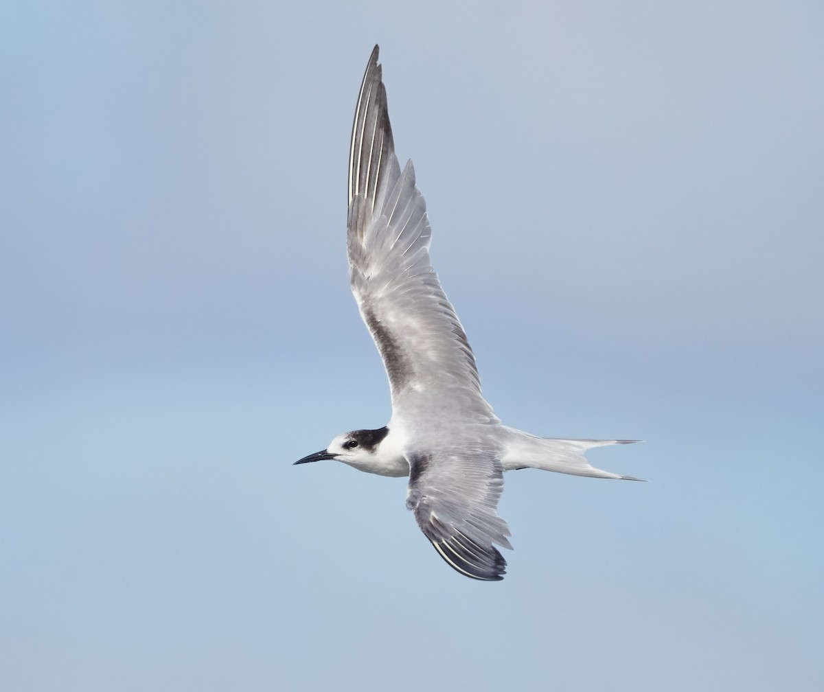Common Tern (longipennis) - ML614924704