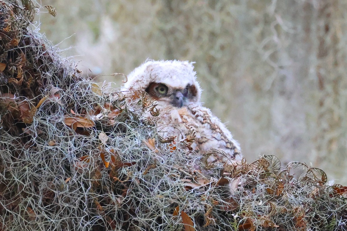 Great Horned Owl - ML614924982