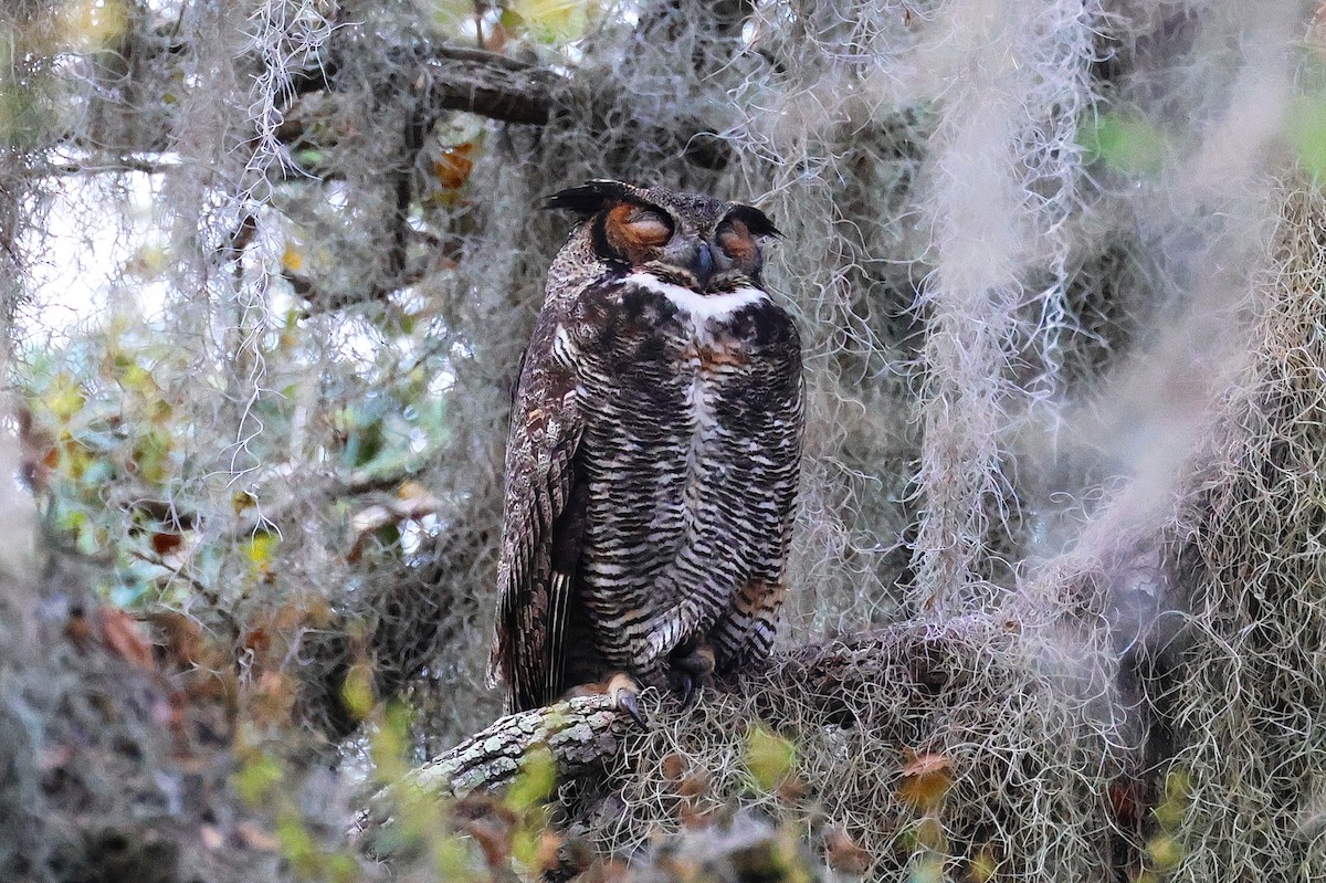 Great Horned Owl - ML614924983