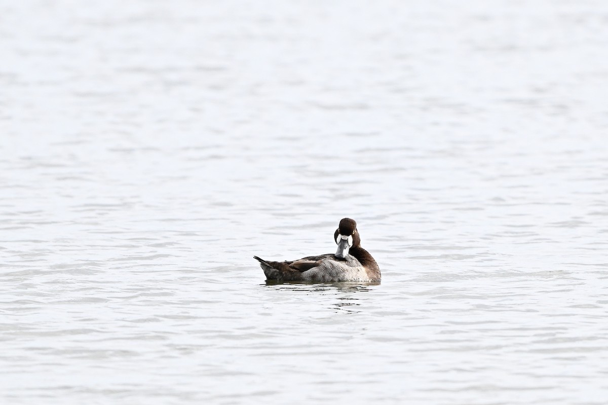 Greater Scaup - ML614925027