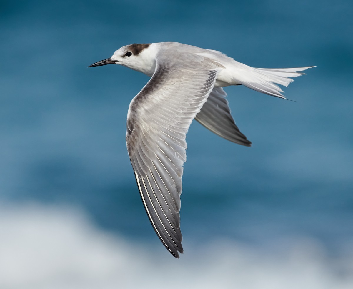 Common Tern (longipennis) - ML614925053
