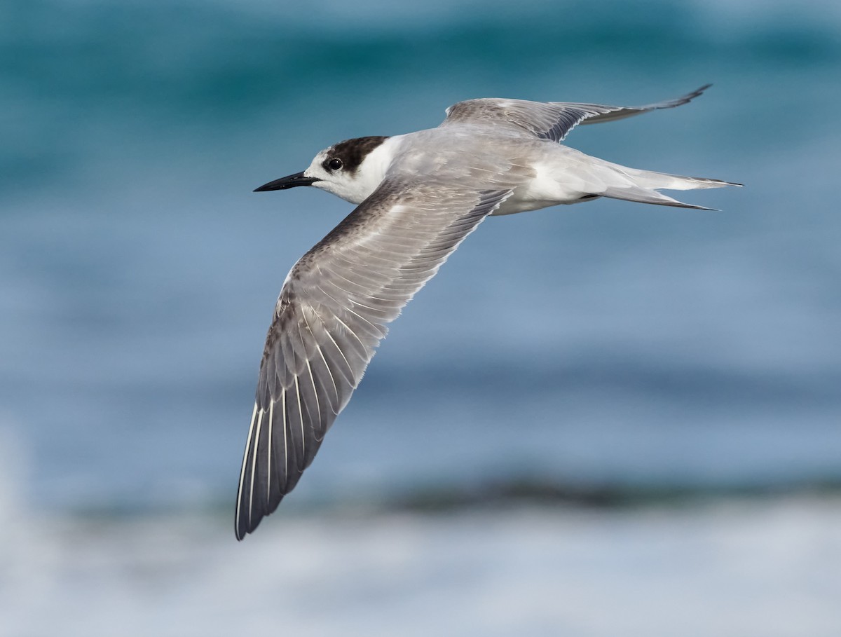 Common Tern (longipennis) - ML614925055