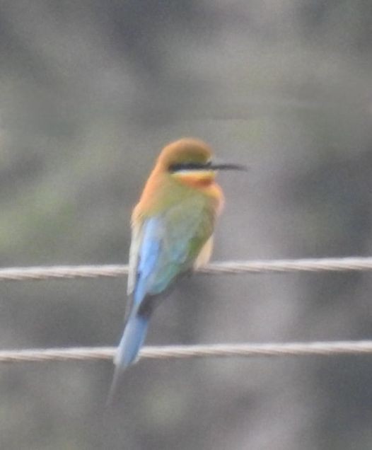 Blue-tailed Bee-eater - ML614925103
