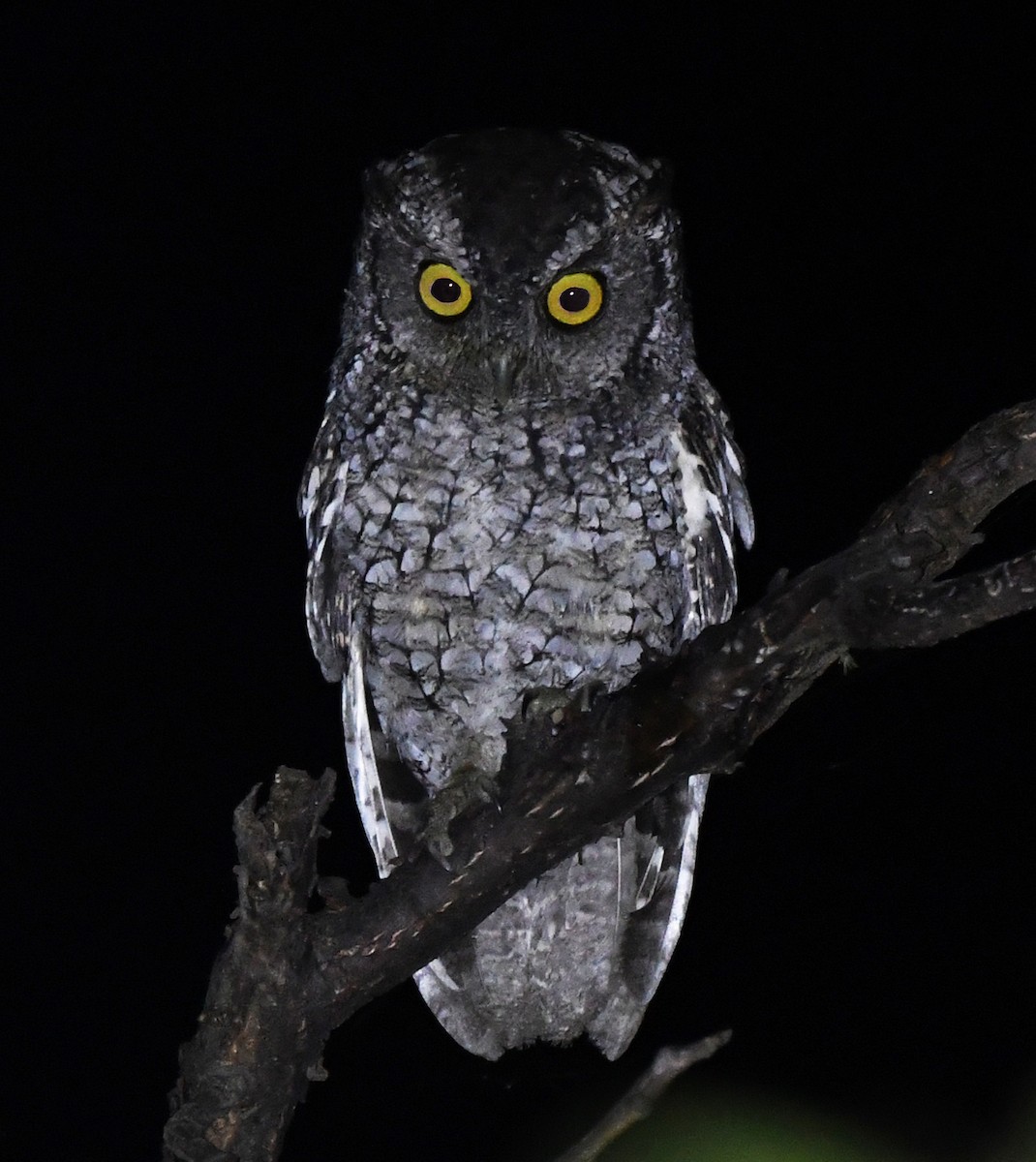 Peruvian Screech-Owl - Joshua Vandermeulen