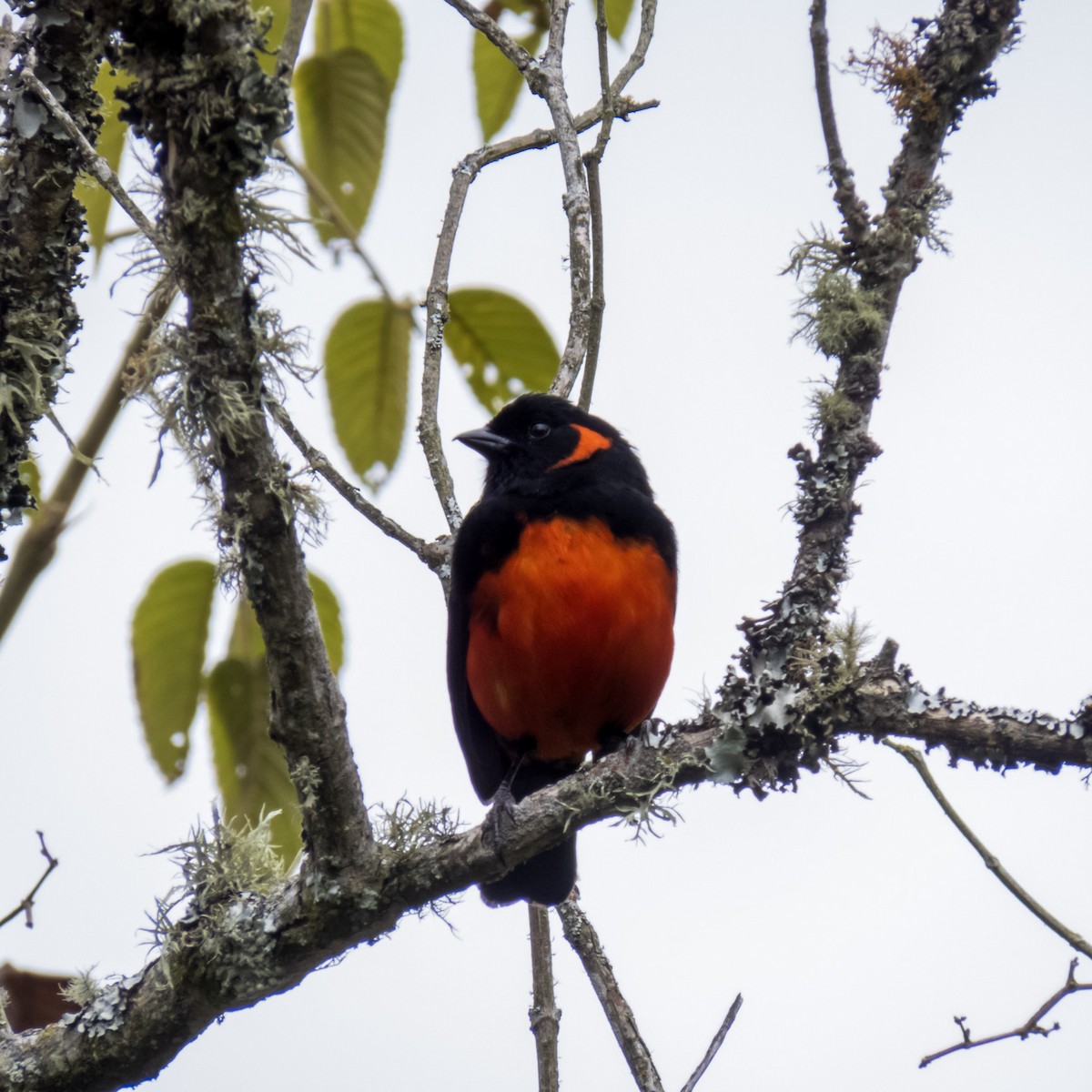 Scarlet-bellied Mountain Tanager - ML614925217