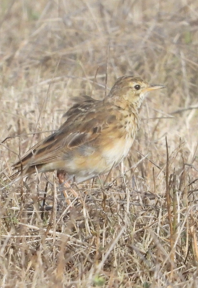 African Pipit - ML614925246