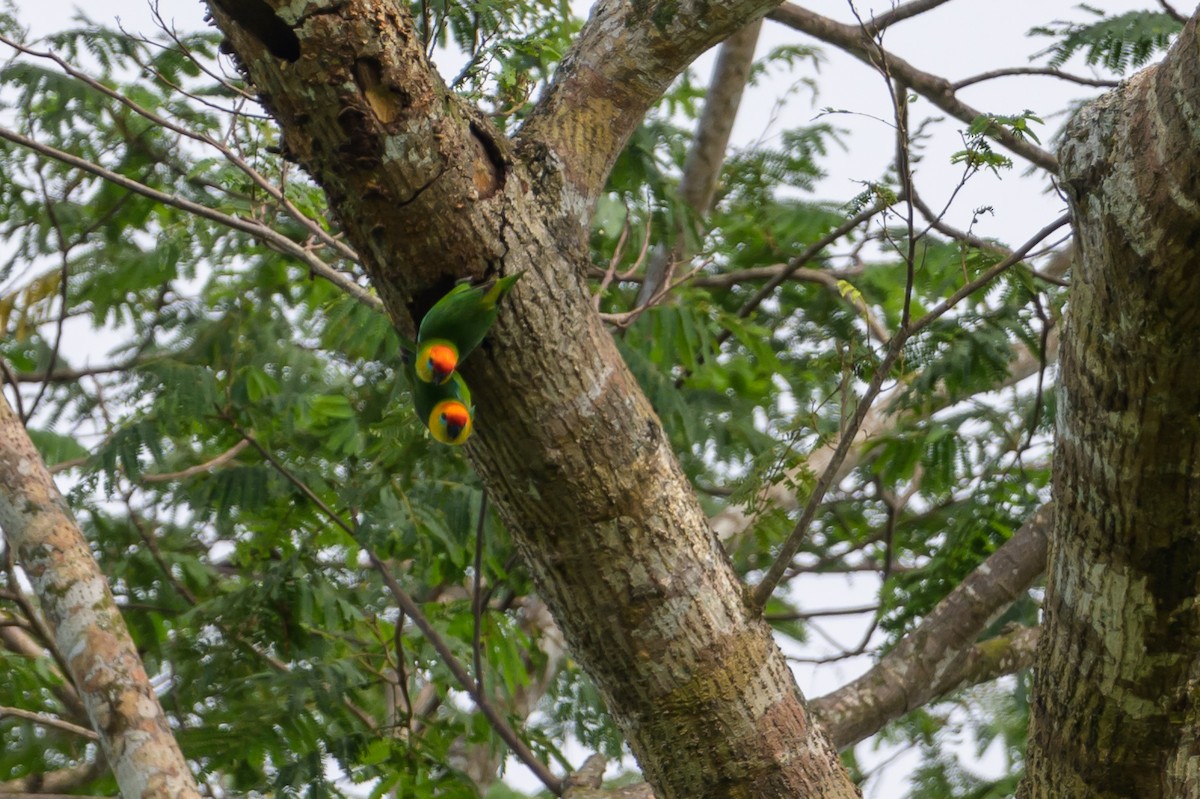 Large Fig-Parrot - ML614925347